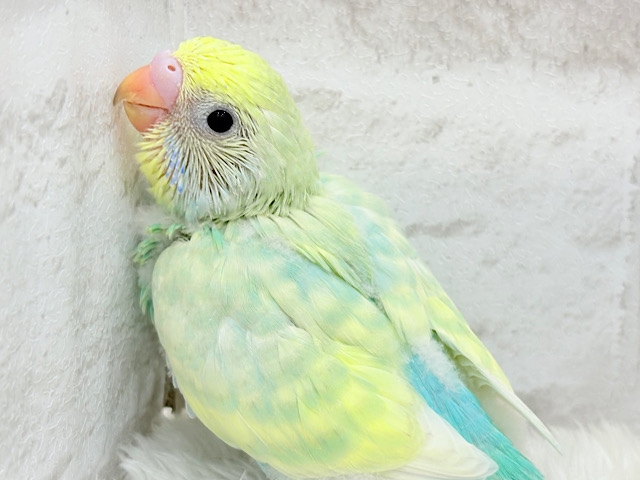 幸せいっぱいメロンソーダ🍈🧃セキセイインコ(パステルカラーレインボー) ヒナ