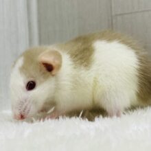 ぽわぽわ〜ん🧡優しいミルクティーカラーのファンシーラット‼️