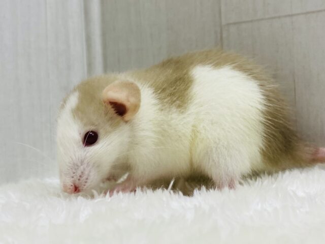 ぽわぽわ〜ん🧡優しいミルクティーカラーのファンシーラット‼️