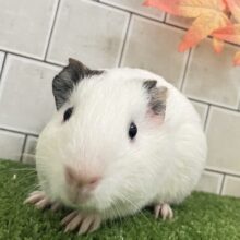 モチ系シロクマ❕🐻‍❄️きな粉ふりふり〜💛⟡.*モルモット(短毛/イングリッシュ/2025年7月上~中旬)