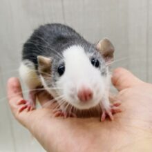 元気いっぱいに駆け寄ってきてくれます‼️ファンシーラットの白黒ちゃん🤍🖤