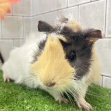 ﾌﾟｲﾌﾟｰｲ❕バチクル白モヒカン😎‎🤍モルモット(イングリッシュ/2025年7月生まれ)