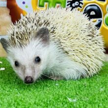 ダイナマイトボディのハリー☆ハリネズミ（シナモンパイド）の男の子！