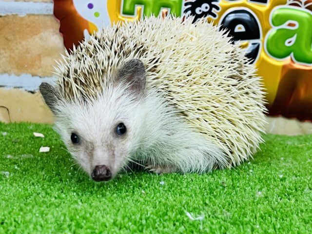 ダイナマイトボディのハリー☆ハリネズミ（シナモンパイド）の男の子！