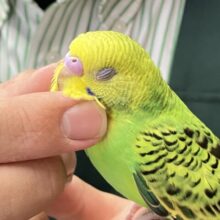 ✨最新画像✨木漏れ日サンサン☀️⟡.·小さき若葉🌱❕セキセイインコ(グリーンオパーリン/2025年8月下旬生まれ)