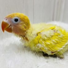 無表情がツボです…🤭🤭色鮮やかなヤマブキボタンインコのイエロー⭐️