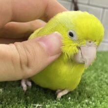 ✨️最新画像✨ViViDなプリンセス👸🏻👑*ﾟマメルリハ (アメリカンイエロー/ ︎︎ ♀/2023年12月生まれ