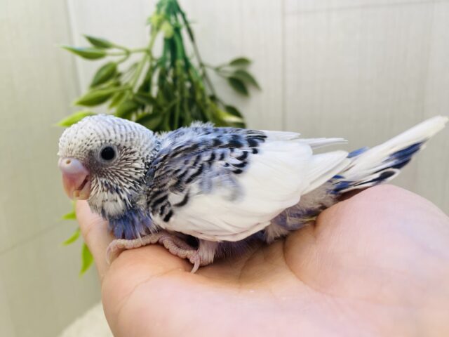 ブルーベリーヨーグルトの気分🫐💕セキセイインコのパイドカラー⭐️
