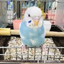 10/20更新☆雲の上の青空ちゃん🩵セキセイインコのブルーパイド！