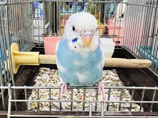 10/20更新☆雲の上の青空ちゃん🩵セキセイインコのブルーパイド！