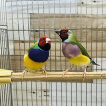 ﾋﾟﾛﾛﾛｰﾝﾁﾁﾁﾁ🔔鮮やかなコキンチョウのペア🩷