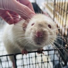 ボンボンボン！ジャイアントサイズのサイアミーズ！ファンシーラットですよ🐀