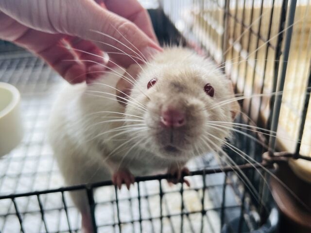 ボンボンボン！ジャイアントサイズのサイアミーズ！ファンシーラットですよ🐀