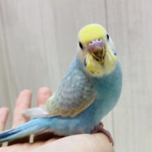 最新画像有ります❗️パッと🌼華やか✨お花畑の妖精さん！セキセイインコのパステルレインボー🌈
