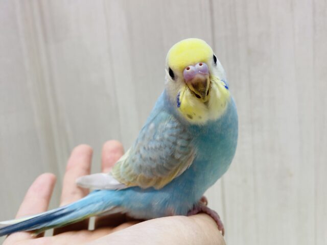 最新画像有ります❗️パッと🌼華やか✨お花畑の妖精さん！セキセイインコのパステルレインボー🌈