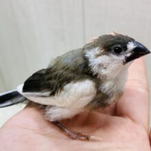 最新画像有ります❗️守ってあげたい💗ミニミニサイズの十姉妹ヒナさん！！