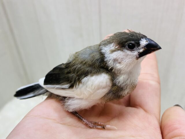 最新画像有ります❗️守ってあげたい💗ミニミニサイズの十姉妹ヒナさん！！