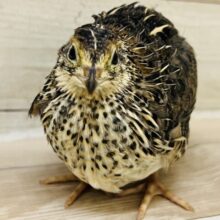 女は愛嬌🩷並ウズラの女の子♡