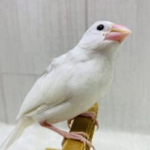 最新画像有ります⭐️キリリっとしたイケメンさん❤️綺麗な姿を見せておくれ〜白文鳥さん‼️