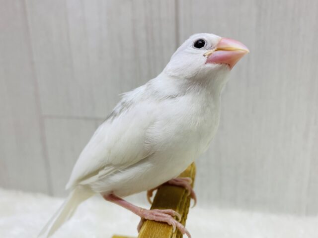 最新画像有ります⭐️キリリっとしたイケメンさん❤️綺麗な姿を見せておくれ〜白文鳥さん‼️