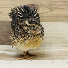 押忍！！立派になりました〜並ウズラの男の子！