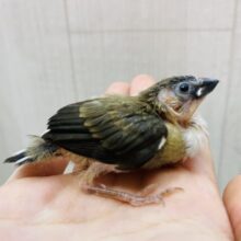 焦茶のビター多めでお願いします🤎ちょこんと十姉妹さん！