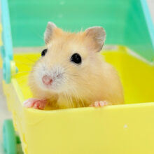 カラメルソース多めです🐹🍮イエロープディングハムスター(女の子)