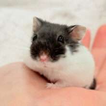 ちょこんとサイズ🐹🫧マーブルハムスター(女の子)