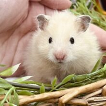 艶々美人🩷サテンハムスターの女の子！