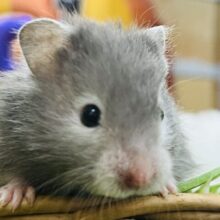 ワンカラーだよ！白メガネのセーブルハムスターの女の子♡