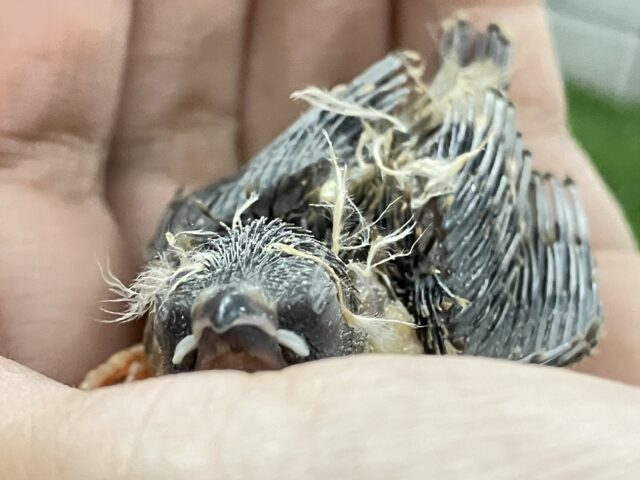 羽がハープ?!奏でちゃ…( ˘꒳˘  )ｽﾔﾋﾟ…💭💭錦花鳥(2025年10月生まれ)