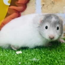 寝る子は育つ♡💤セーブルハムスターの男の子🐹