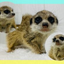 一緒にぬくぬくしましょ〜☺️☀️ミーアキャットフェア開催中‼️