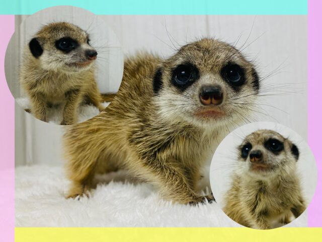 一緒にぬくぬくしましょ〜☺️☀️ミーアキャットフェア開催中‼️