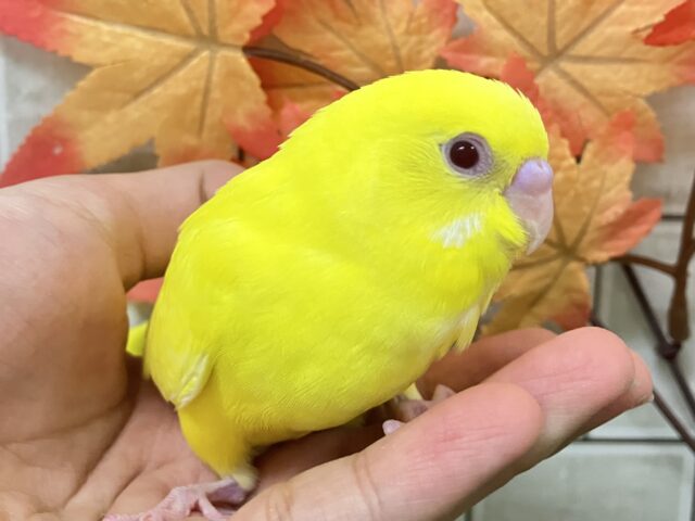 ✨最新画像✨キンキラ𝕤𝕡𝕒𝕣𝕜❕イチョウの子🍂💛セキセイインコ(ルチノー/2025年9月下旬生まれ)