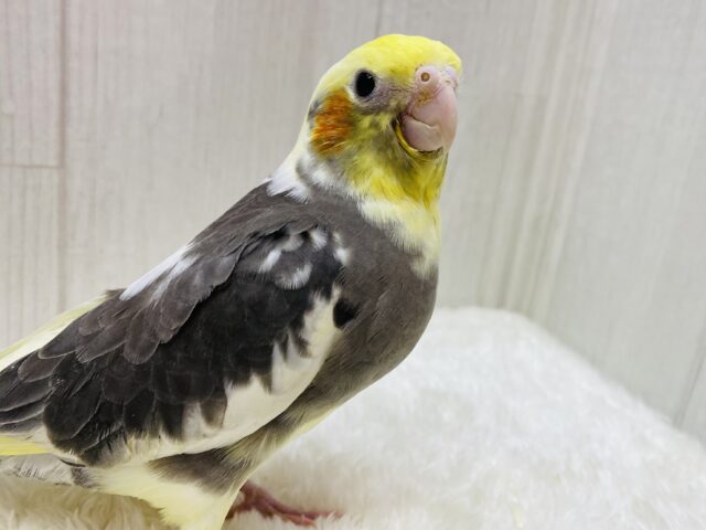 黒多めでカッコいいんです😎✨オカメインコのパイドカラー❗️