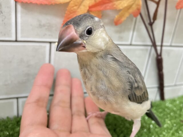 ✨最新画像✨おちりの扇子でどこまでも〜🪽✧*｡　桜文鳥