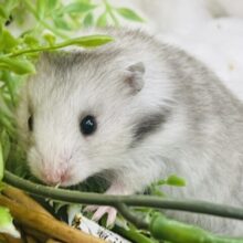 滲み出るキング感👑シルバーハムスター入舎しました！