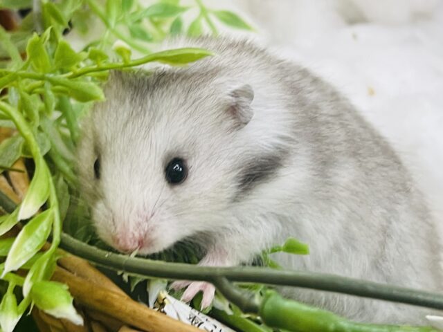 滲み出るキング感👑シルバーハムスター入舎しました！
