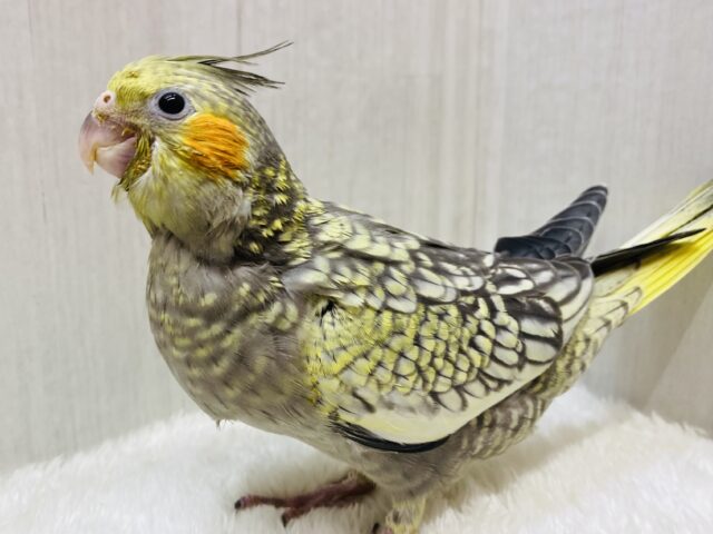 まるでアートのようなステキな模様💕オカメインコのパール💫