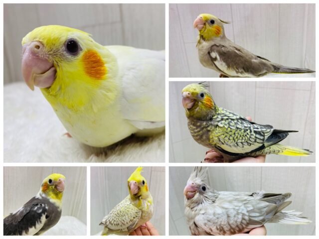 色とり🐤どり〜✨個性豊かなオカメインコフェア開催中‼️