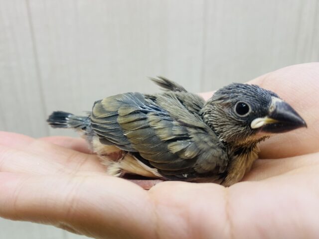 大人になった姿はカッコいいんだよ〜❤️桜文鳥！！