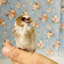 かわいこちゃんのおな~り~🕊️✨手乗り十姉妹ちゃん🤍🤎