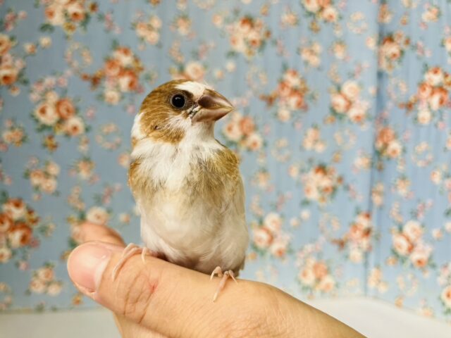 かわいこちゃんのおな~り~🕊️✨手乗り十姉妹ちゃん🤍🤎