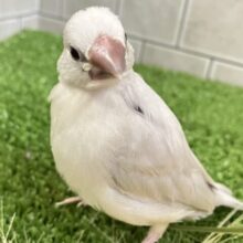 ✨最新画像✨ピカっと夜でもめだつ～✨　シルバー文鳥