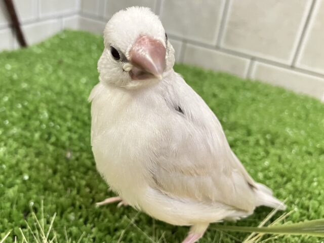 ✨最新画像✨ピカっと夜でもめだつ～✨　シルバー文鳥