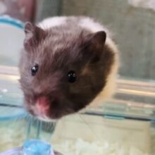 癒し溢れるコ🐹🤍☁︎トリコロールハムスターちゃん女のコ♀❤︎