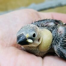 つるりん✨ちびちび桜文鳥入舎しました！