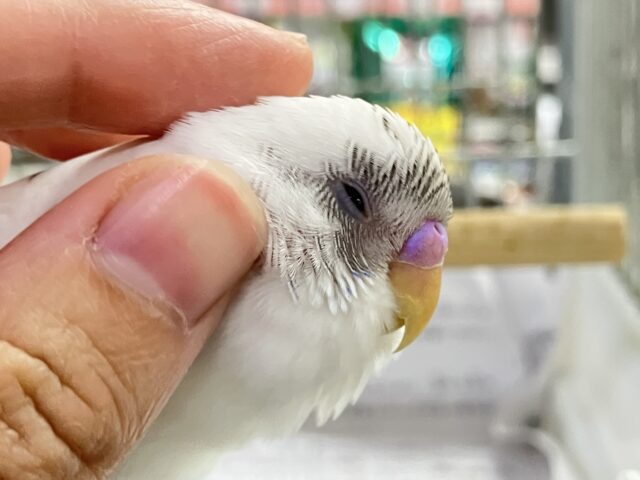 ✨最新画像✨も〜も〜も〜🐮🌱も〜っちりMilky❕⟡.*セキセイインコ(白色ハルクイン/2025年9月下旬生まれ)