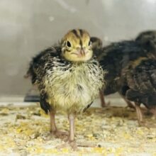 ぴよぴよ軍団参上‼︎うずらのヒヨコ再入舎です！